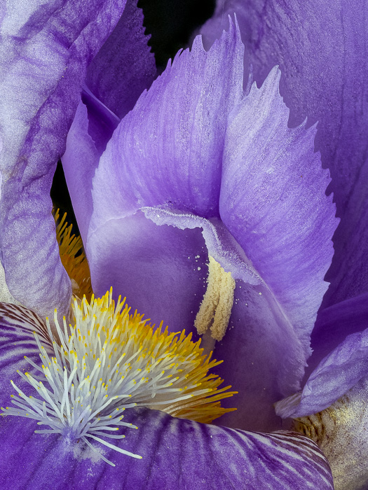 Iris_Stack_14_ZS_PMax_result