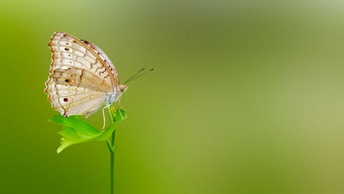 Butterfly on Plant